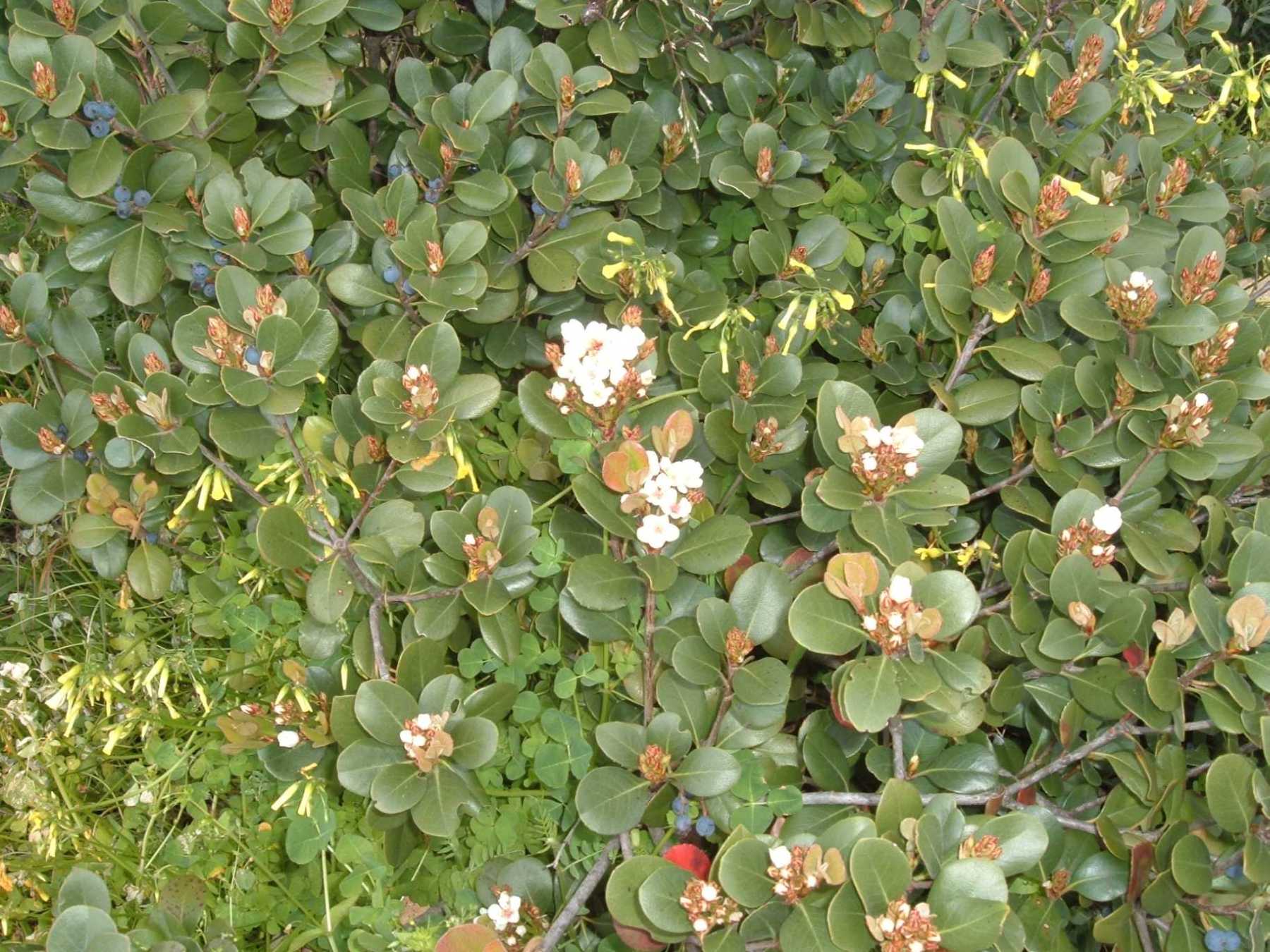 Raphiolepis umbellata